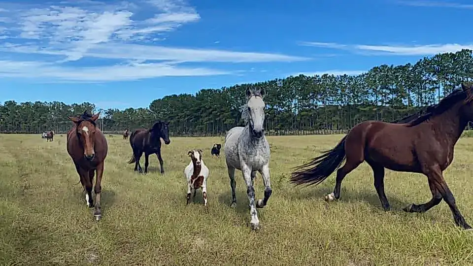 CZ Mustangs Rescue & Sanctuary in Archer, Florida